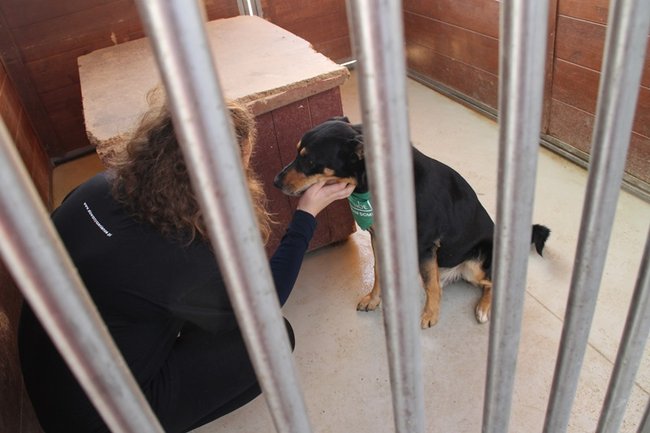 Zachęcali do adopcji - zdjęcia