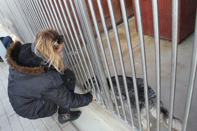 Zachęcali do adopcji - zdjęcia