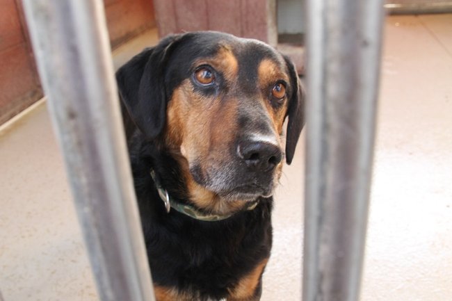 Zachęcali do adopcji - zdjęcia