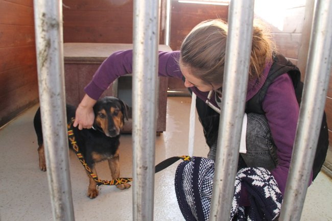 Zachęcali do adopcji - zdjęcia