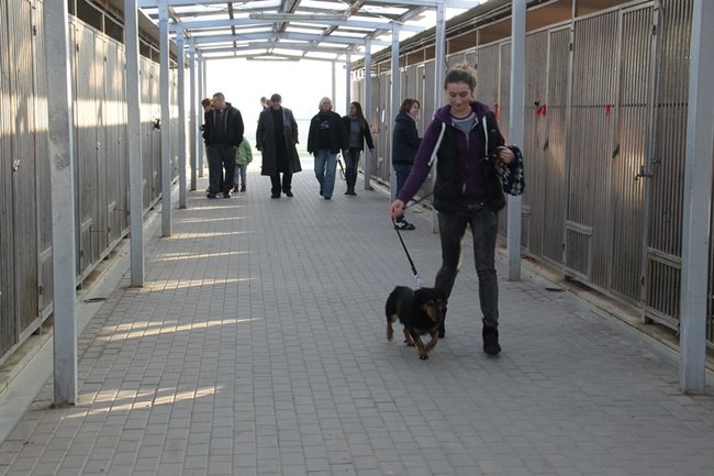 Zachęcali do adopcji - zdjęcia
