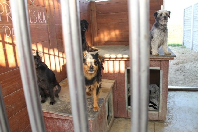 Zachęcali do adopcji - zdjęcia