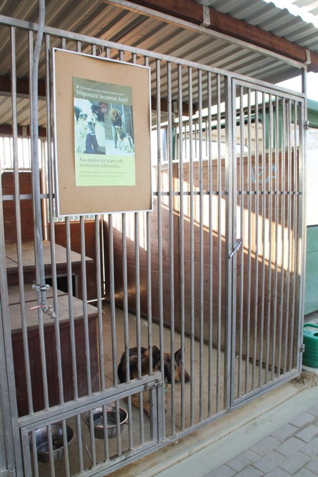 Zachęcali do adopcji - zdjęcia
