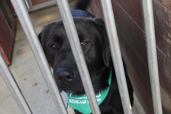 Zachęcali do adopcji - zdjęcia