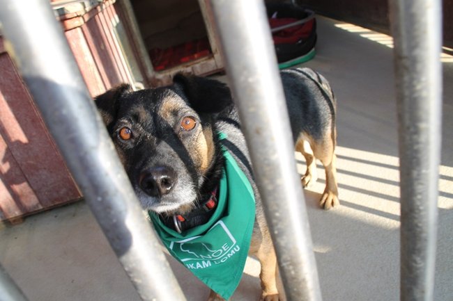 Zachęcali do adopcji - zdjęcia