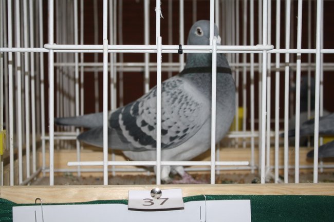 Skrzydlaci zwycięzcy - zdjęcia