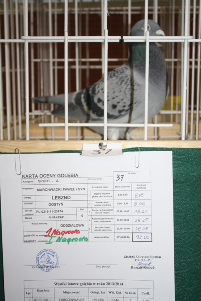 Skrzydlaci zwycięzcy - zdjęcia