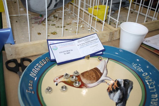 Skrzydlaci zwycięzcy - zdjęcia