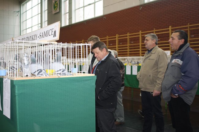 Skrzydlaci zwycięzcy - zdjęcia