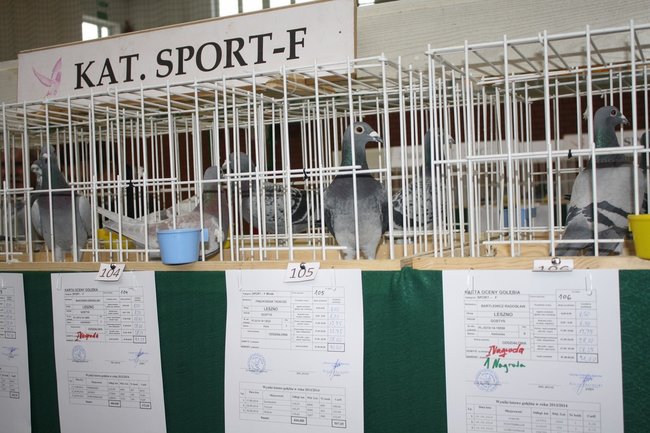 Skrzydlaci zwycięzcy - zdjęcia