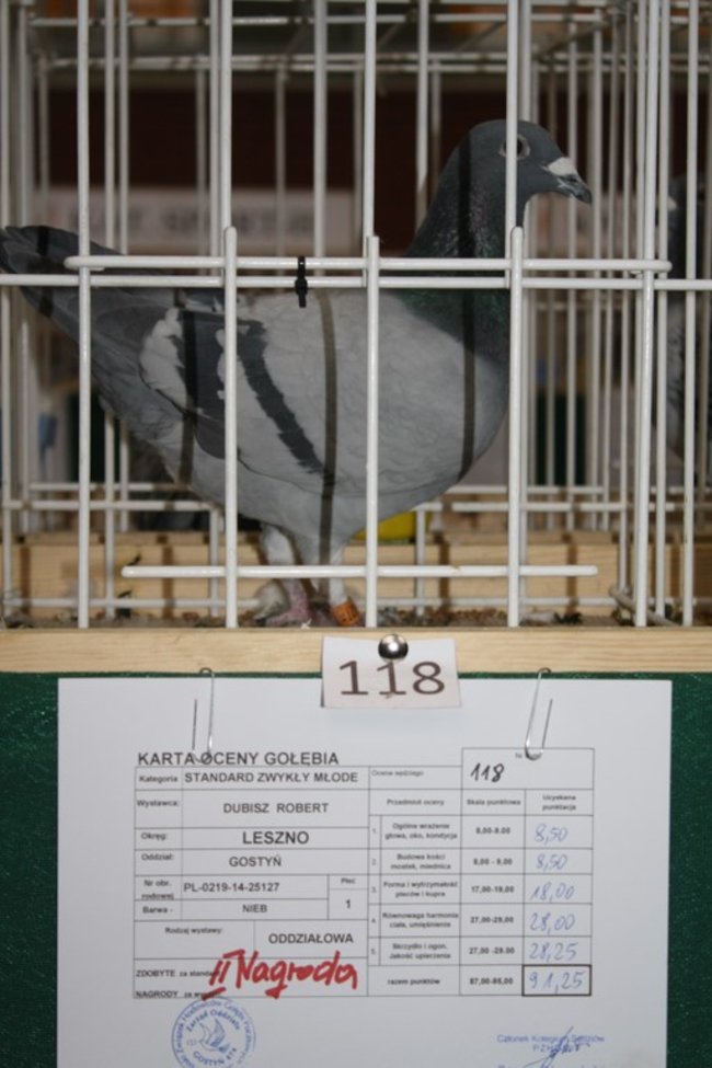 Skrzydlaci zwycięzcy - zdjęcia