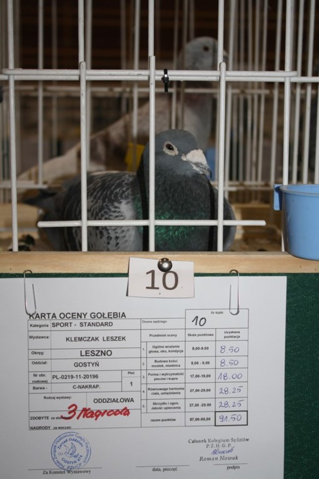 Skrzydlaci zwycięzcy - zdjęcia