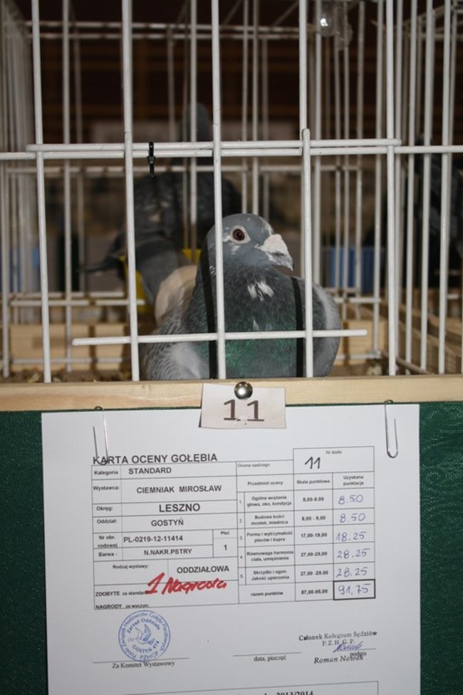 Skrzydlaci zwycięzcy - zdjęcia