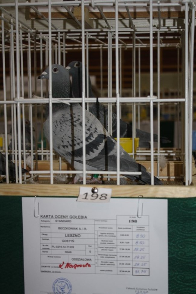 Skrzydlaci zwycięzcy - zdjęcia