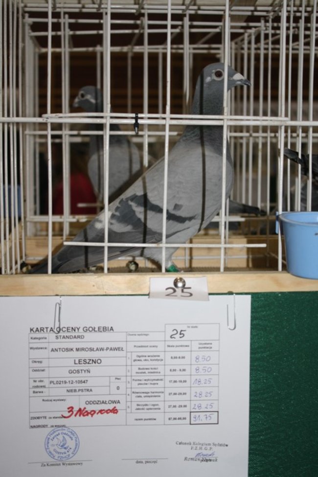 Skrzydlaci zwycięzcy - zdjęcia