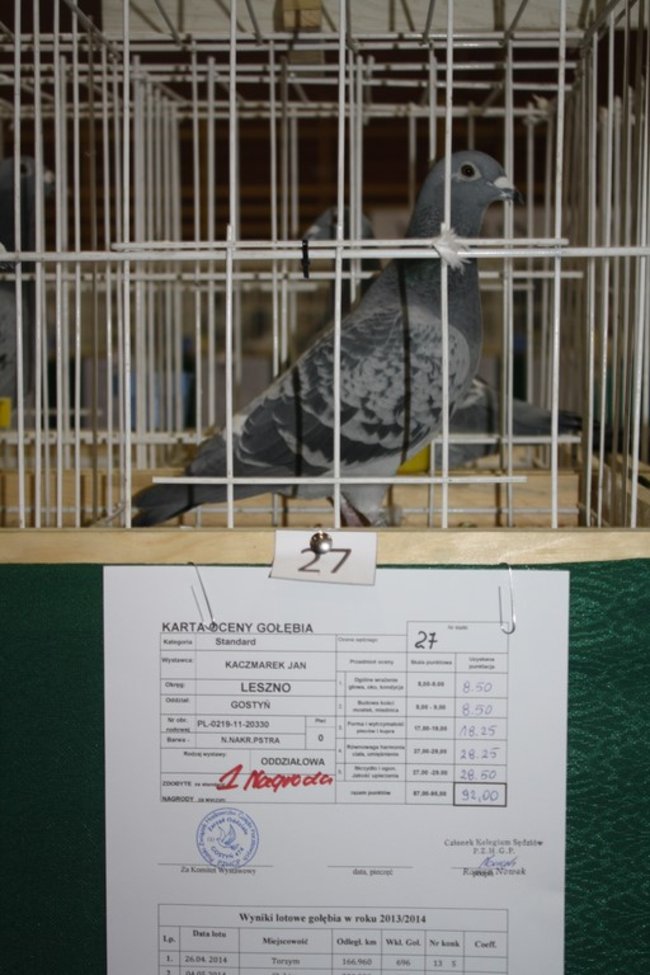 Skrzydlaci zwycięzcy - zdjęcia