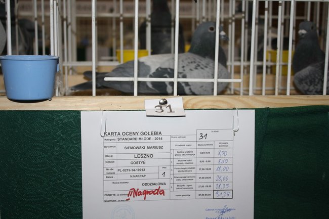 Skrzydlaci zwycięzcy - zdjęcia