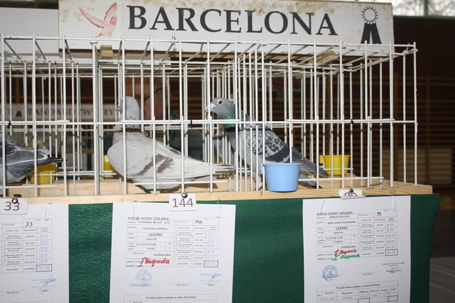 Skrzydlaci zwycięzcy - zdjęcia