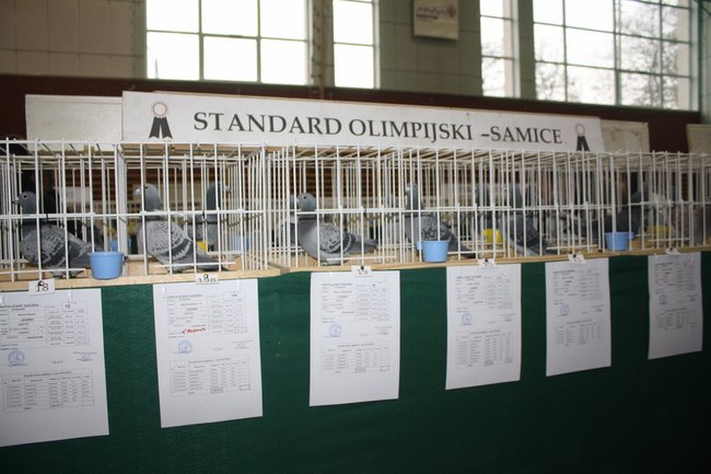 Skrzydlaci zwycięzcy - zdjęcia