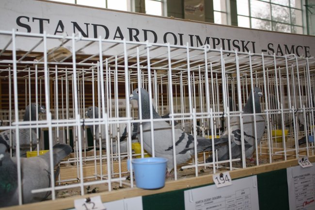 Skrzydlaci zwycięzcy - zdjęcia