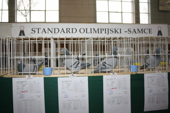 Skrzydlaci zwycięzcy - zdjęcia