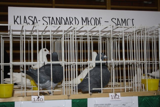 Skrzydlaci zwycięzcy - zdjęcia