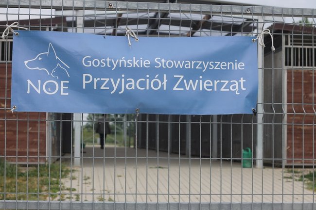 Coraz więcej adopcji - zdjęcia