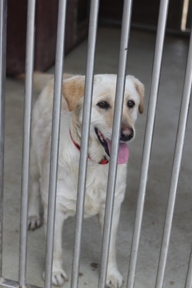 Coraz więcej adopcji - zdjęcia
