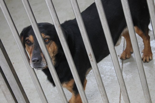 Coraz więcej adopcji - zdjęcia