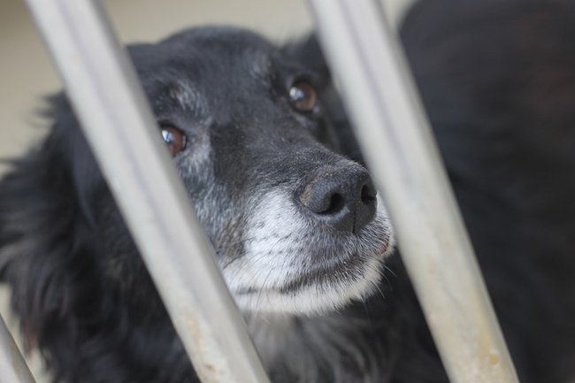 Coraz więcej adopcji - zdjęcia