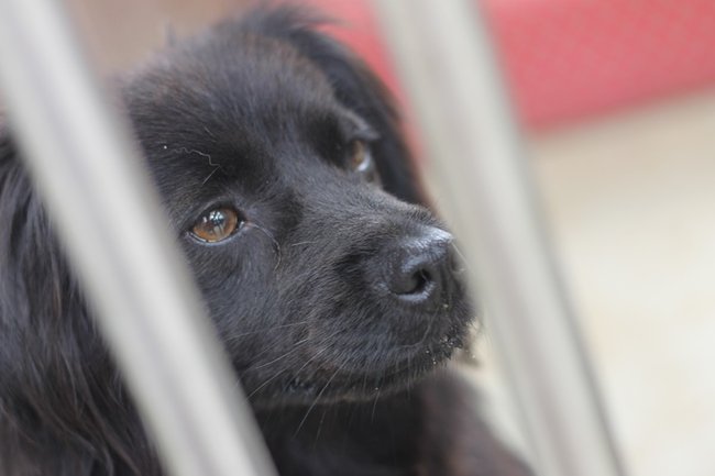 Coraz więcej adopcji - zdjęcia