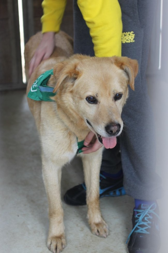 Coraz więcej adopcji - zdjęcia