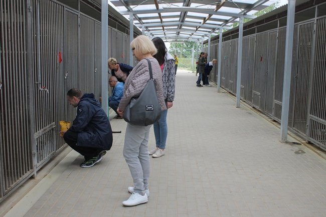 Coraz więcej adopcji - zdjęcia