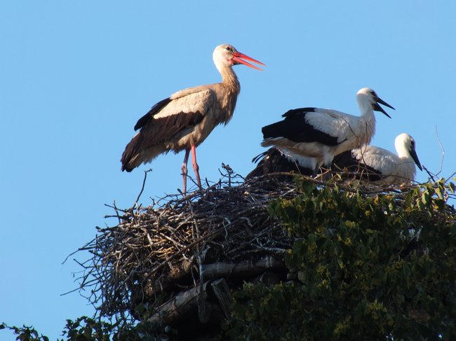 Z wizytą u bocianów - zdjęcia
