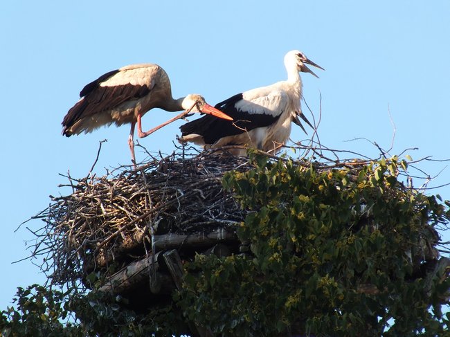 Z wizytą u bocianów - zdjęcia