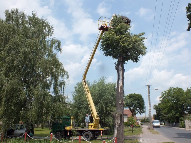 Z wizytą u bocianów - zdjęcia