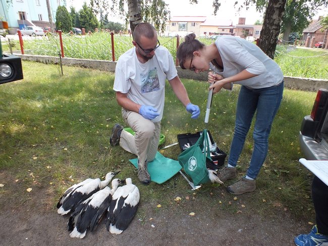 Z wizytą u bocianów - zdjęcia