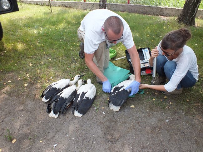 Z wizytą u bocianów - zdjęcia
