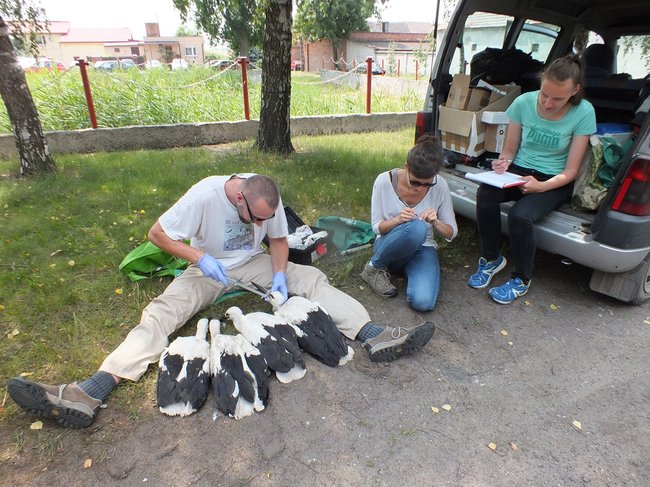 Z wizytą u bocianów - zdjęcia