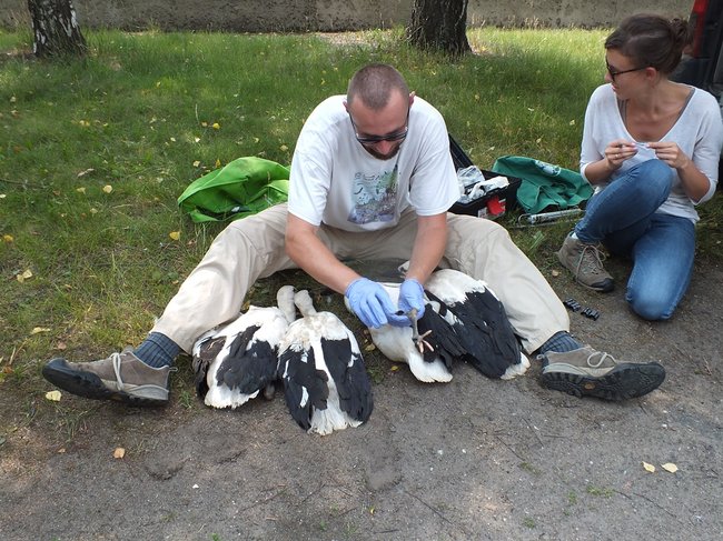 Z wizytą u bocianów - zdjęcia