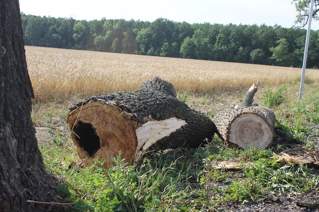 Drzewo runęło na jadący samochód