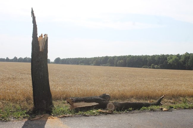 Drzewo runęło na jadący samochód