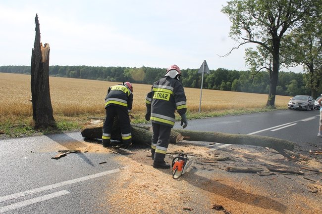 Drzewo runęło na jadący samochód