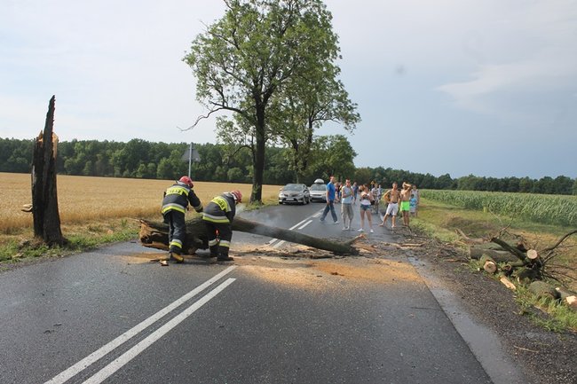 Drzewo runęło na jadący samochód