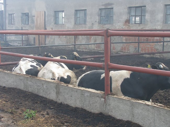 Tego się nie da opisać... - zdjęcia