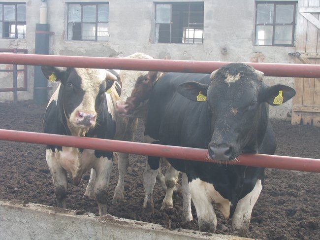 Tego się nie da opisać... - zdjęcia