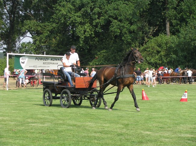 Konne zmagania w pełnym słońcu - zdjęcia