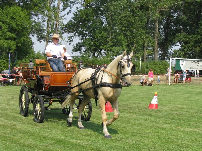Konne zmagania w pełnym słońcu - zdjęcia