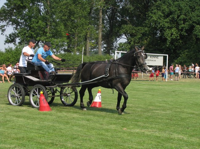 Konne zmagania w pełnym słońcu - zdjęcia