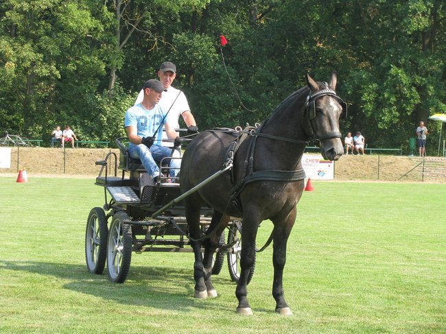 Konne zmagania w pełnym słońcu - zdjęcia
